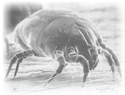 Staubmilbe