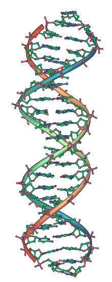 DNA Doppelhelix